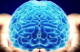 علماء يبتكرون إنماء نسخة مطابقة للمخ البشري في المختبر