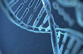دراسة جديدة في الجينات الوراثية تثبت ان الجيل الحالي أطول وأذكى
