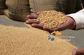العراق يطرح مناقصة لشراء 50 الف طن من القمح