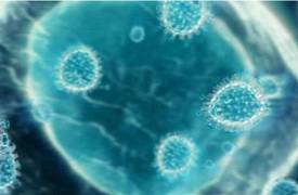 وفاة 33 مصابا في تفش لانفلونزا الخنازير في ايران