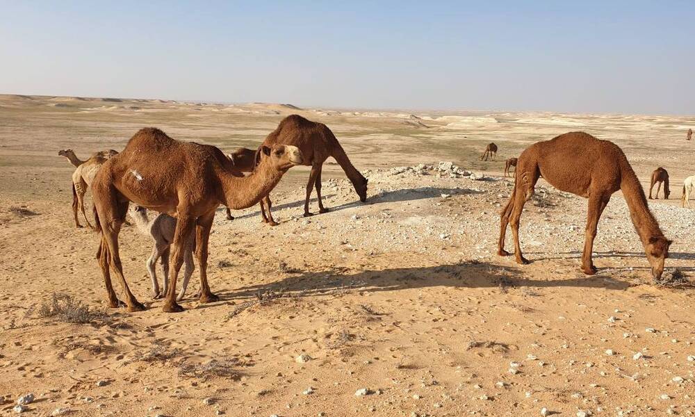 تباع بآلاف الدولارات "حليبها يعتبر دواء" ماقصة الإبل الجودية في كركوك؟