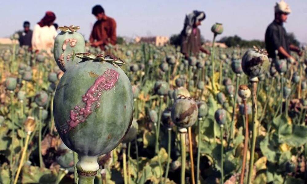 بعد عامين من الحظر.. زراعة الخشاش تنمو في افغانستان