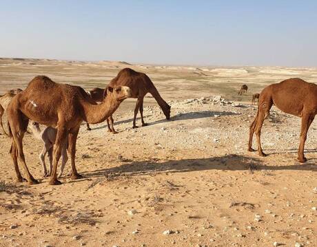 تباع بآلاف الدولارات "حليبها يعتبر دواء" ماقصة الإبل الجودية في كركوك؟