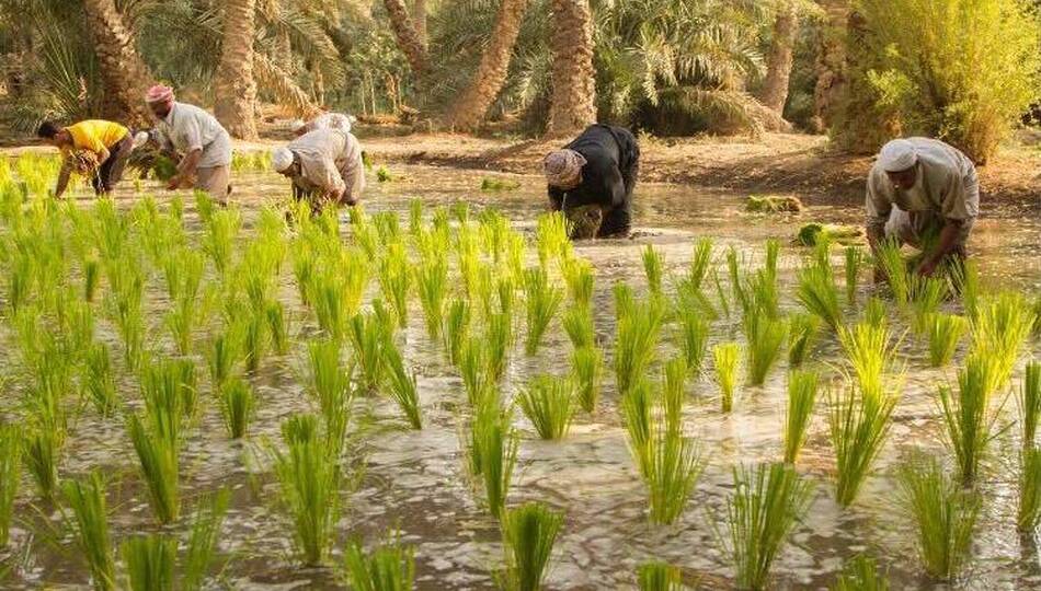 القطاع الزراعي في العراق يتراجع.. نائب يكشف عن الواقع الزراعي